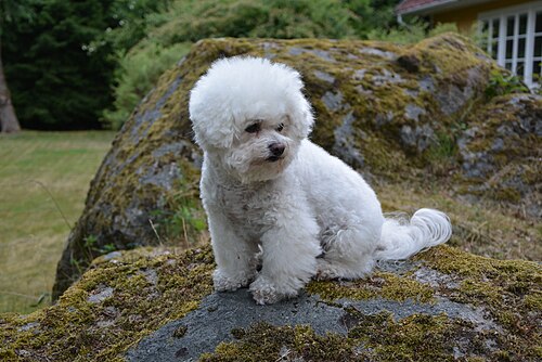Bichon Frisé – Bichon Frisé 0012