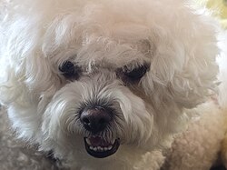 Bichon Frisé – Bichon frisé, Grodztwo, Kowal, Kuyavian Pomeranian Voivodeship, Poland, August 2024