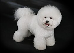 Bichon Frisé – Bichon Frisé studdogbichon