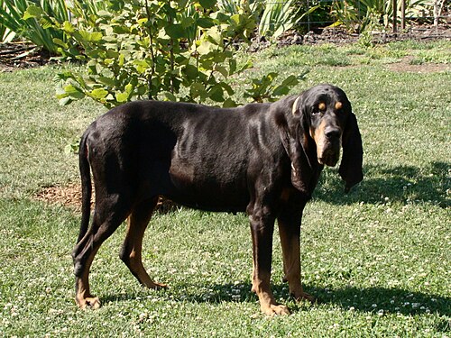Black and Tan Coonhound – Black And Tan Coonhound