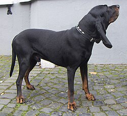 Black and Tan Coonhound – Black and Tan Coonhound