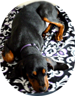 Black and Tan Coonhound – Black and Tan Coonhound Puppy, sleeping, age 5 months old