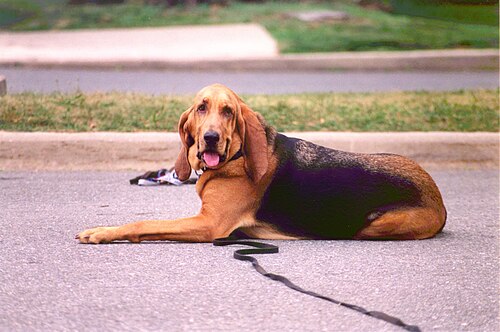 Bluthund – Bloodhound Female Lizzie Borden does Down Stay at Obedience Class 7047x4663 2000 8 06