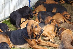 Bluthund – Burne Bloodhounds, Cheshire Game and Country Fair 2014