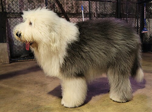 Bobtail – Old English Sheepdog (side)