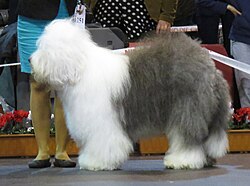 Bobtail – Bobtail in Riga 5