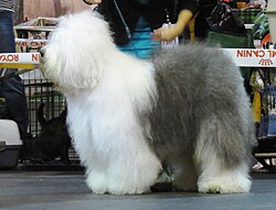 Bobtail – Bobtail in Riga 6