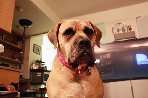 Boerboel – Boerboel 001