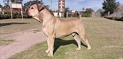 Boerboel – Boerboel fawn