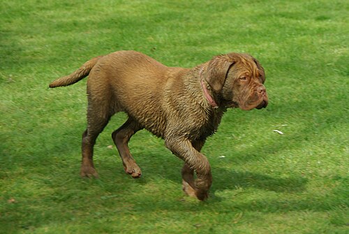 Bordeauxdogge – Dogue de Bordeaux Pup
