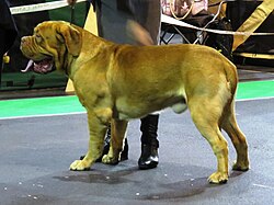 Bordeauxdogge – Dogue de Bordeaux in Riga