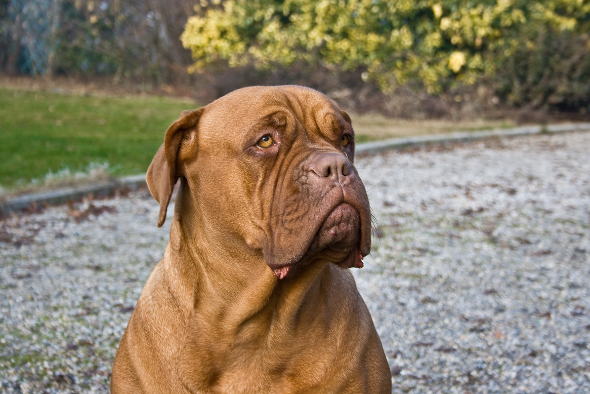 Bordeauxdogge – Dogue de Bordeaux portrait