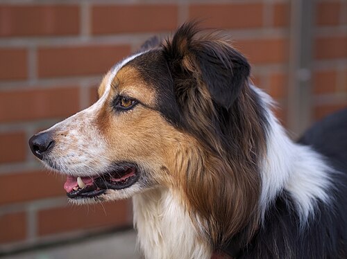 Border Collie – Border Collie tri colour face 1