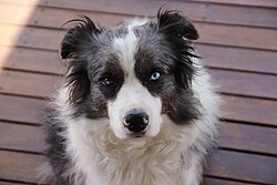 Border Collie – Border Collie with Heterochromia
