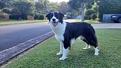 Border Collie – Male Border Collie Standing
