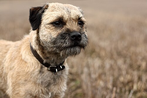 Border Terrier – Grumpy Border Terrier