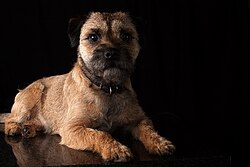Border Terrier – 1 Border Terrier