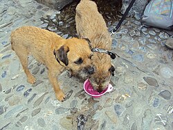 Border Terrier – Border terrier 2