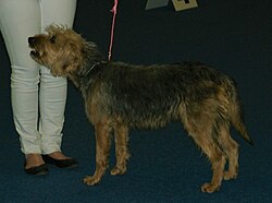 Bosnische Bracke (Barak) – Bosnian Hound