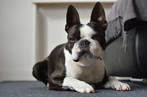 Boston Terrier – Ocho Boston Terrier