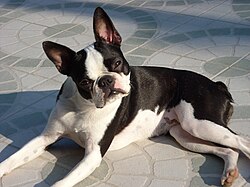 Boston Terrier – Boston Terrier Eden Forever