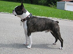 Boston Terrier – Boston terrier carlos de