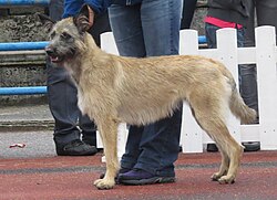 Bouvier des Ardennes – Bouvier des Ardennes