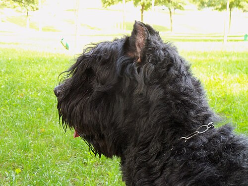 Bouvier des Flandres – Bouvier des Flandres034