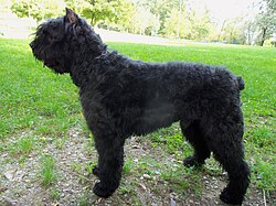 Bouvier des Flandres – Bouvier des Flandres036