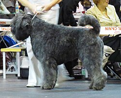 Bouvier des Flandres – Bouvier des Flandres in Riga