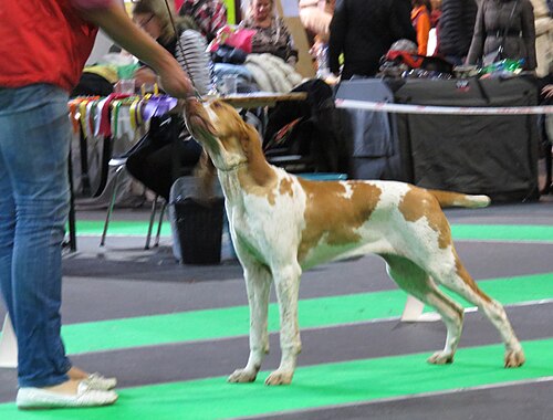 Bracco Italiano – Bracco Italiano in Riga