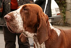 Bracco Italiano – Bracco italiano 878