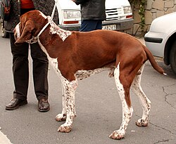 Bracco Italiano – Bracco italiano 833