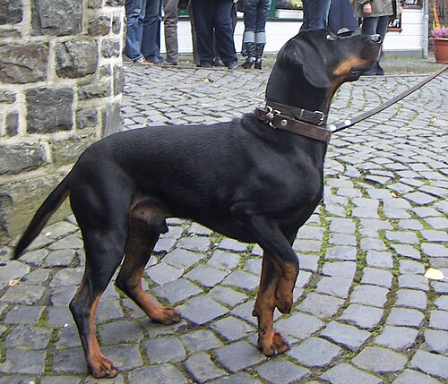 Austrian Black and Tan Hound – Brandlbracke
