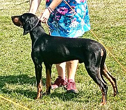 Austrian Black and Tan Hound – Itavallanak