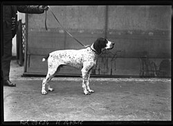Bracco dell'Alvernia – (Exposition canine 1913), Gloff III, braque d'Auvergne à Mr Bigot btv1b69251825