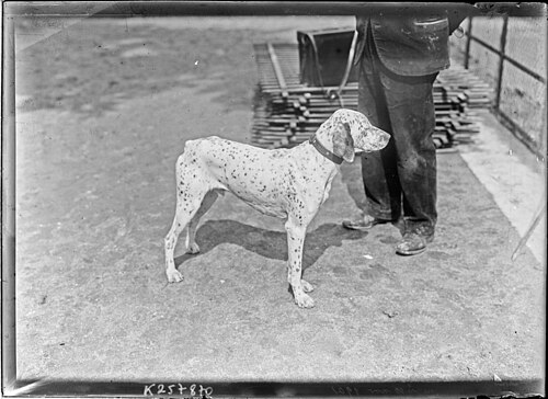 Braque du Bourbonnais β 537 (nΒ° du chien) Athos, braque bourbonnais Γ M. Roubeau, blanc et marron mouchetΓ©, nΓ© le 10 novembre 1901 btv1b53206716k
