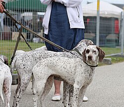 Braque du Bourbonnais β Braque du Bourbonnais world dog show 2010