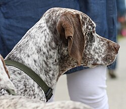 Braque du Bourbonnais β Braque du Bourbonnais dog show 2010