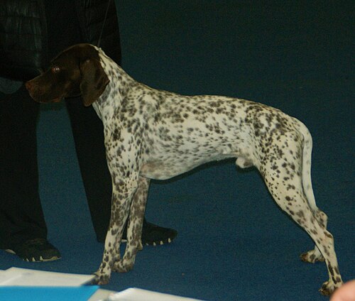Braque Français type Pyrénées – French Pointer type Pyrenean