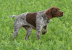 Braque Français type Pyrénées – Bahia c d beskuren