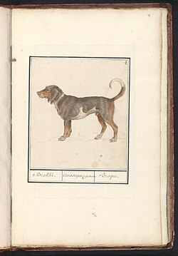 Braque Français type Pyrénées – Beagle of Braque du Bourbonnais (Canis lupus familiaris) Beagle of Braque (Canis lupus familiaris) Brakke. Canis sagax, coulgo brachus Braque (titel op object), RP T BR 2017 1 1 49