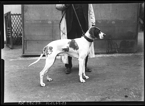 Braque Saint-Germain โ (Exposition canine 1913), Toby, 1er prix des braque Saint Germain ร Mr Buisson btv1b6925185d
