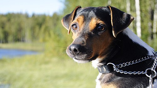 Brazilian Terrier – Brazilian Terrier2