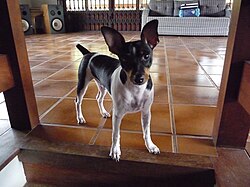 Brazilian Terrier – Brazilian Terrier