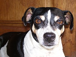 Brazilian Terrier – Brazilian Terrier face front