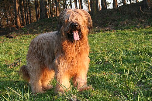 Briard – Briard 2 jaar