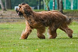 Briard – Briard Berger de Brie Miedzynarodowa wystawa psow rasowych rybnik kamien pazdziernik 2011 5
