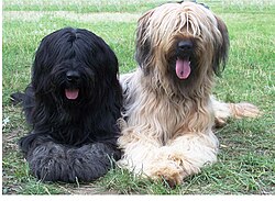 Briard – Flevobriards