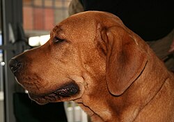 Broholmer – Broholmer głowa profil 630